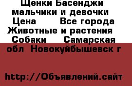 Щенки Басенджи ,мальчики и девочки › Цена ­ 1 - Все города Животные и растения » Собаки   . Самарская обл.,Новокуйбышевск г.